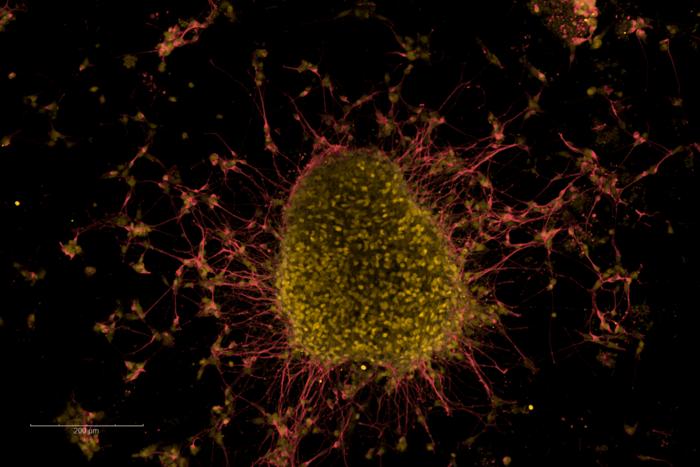 Immunofluorescence characterization of midbrain organoids.