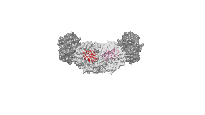 Active sites