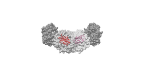 Active sites