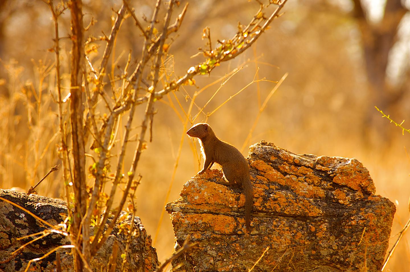 Dwarf Mongooses