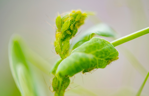 Aphids2