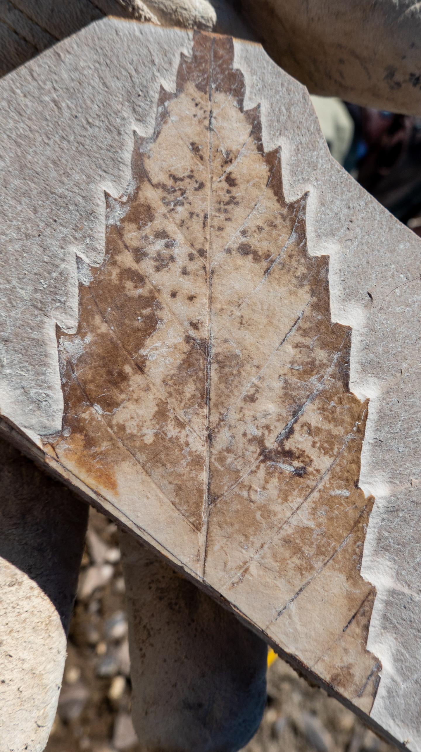 Discovery of Fossil Fagaceae in Patagonia Upends Plant Family Origin Story (6 of 7)