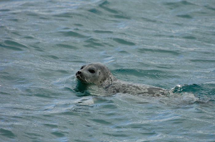 Ringed seal