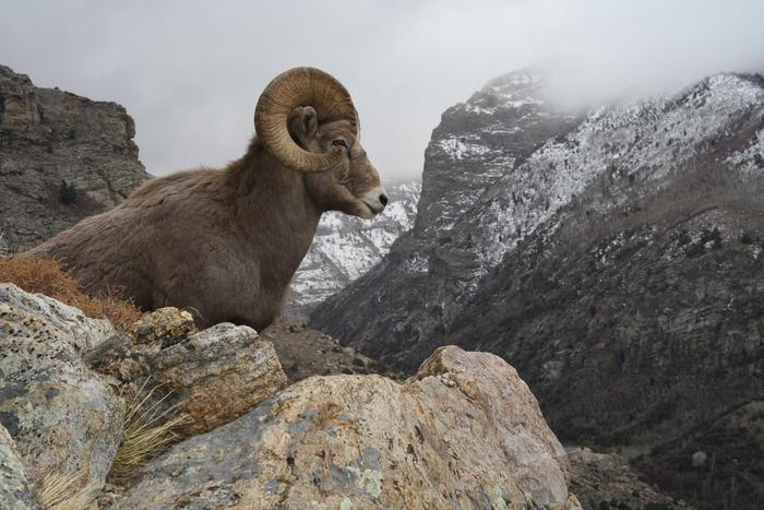 Bighorn ram on mountain