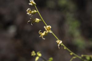 Mountain Jewelflower
