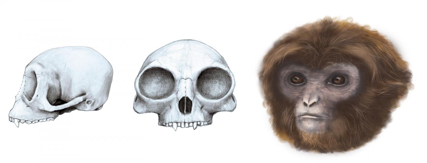 Fossil Could Redefine Evolutionary Split Between Monkeys and Apes (2 of 8)