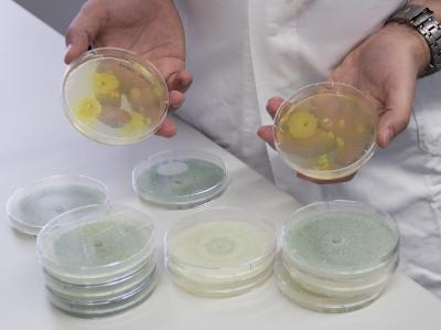 Fungal Strains