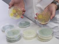 Fungal Strains