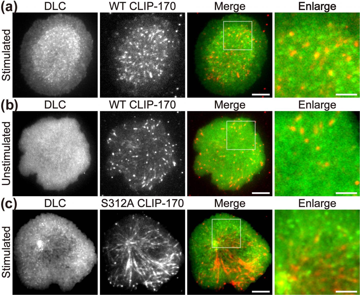 Figure 1. CLIP-170 Phosphorylation Regulates MTOC Repositioning and Full Activation of T Cells