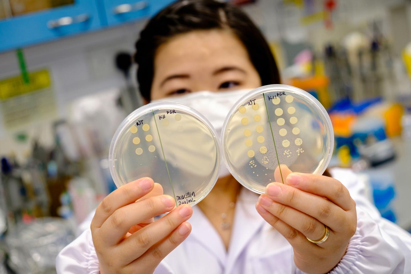 Antimicrobial Peptide 