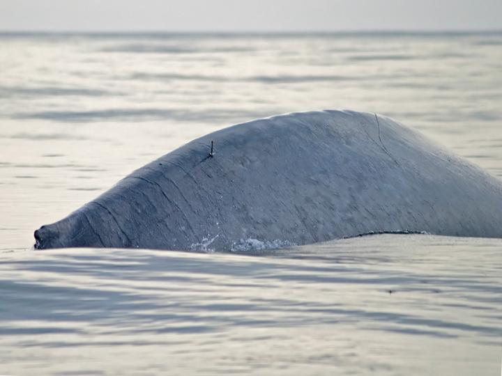 Blue Whale (1 of 2)