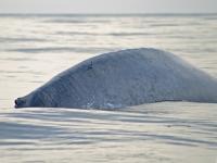 Blue Whale (1 of 2)