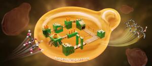 Researchers boost biosynthetic capacity in yeast through extended lifespan