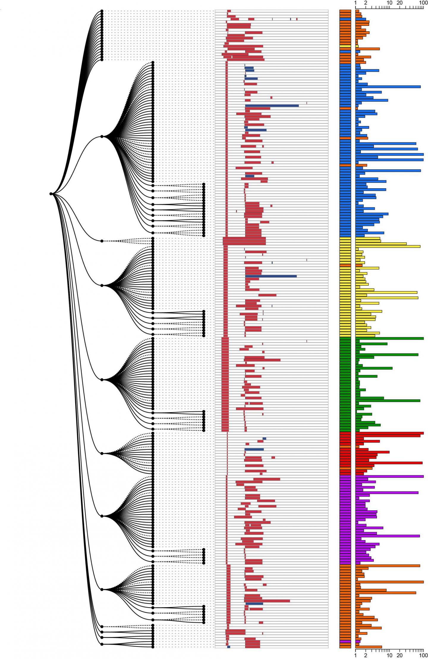 New 'Genetic Barcode' Technique Reveals Details of Cell Lineage (1 of 2)