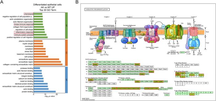 Functional annotation and oxidative phosphorylation pathway analysis of differentially expressed genes in differentiated epithelial cells.