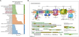 Functional annotation and oxidative phosphorylation pathway analysis of differentially expressed genes in differentiated epithelial cells.