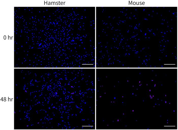 Cell survival of satellite cells from hamsters and mice before and after exposure to 4°C