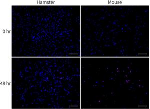 Cell survival of satellite cells from hamsters and mice before and after exposure to 4°C