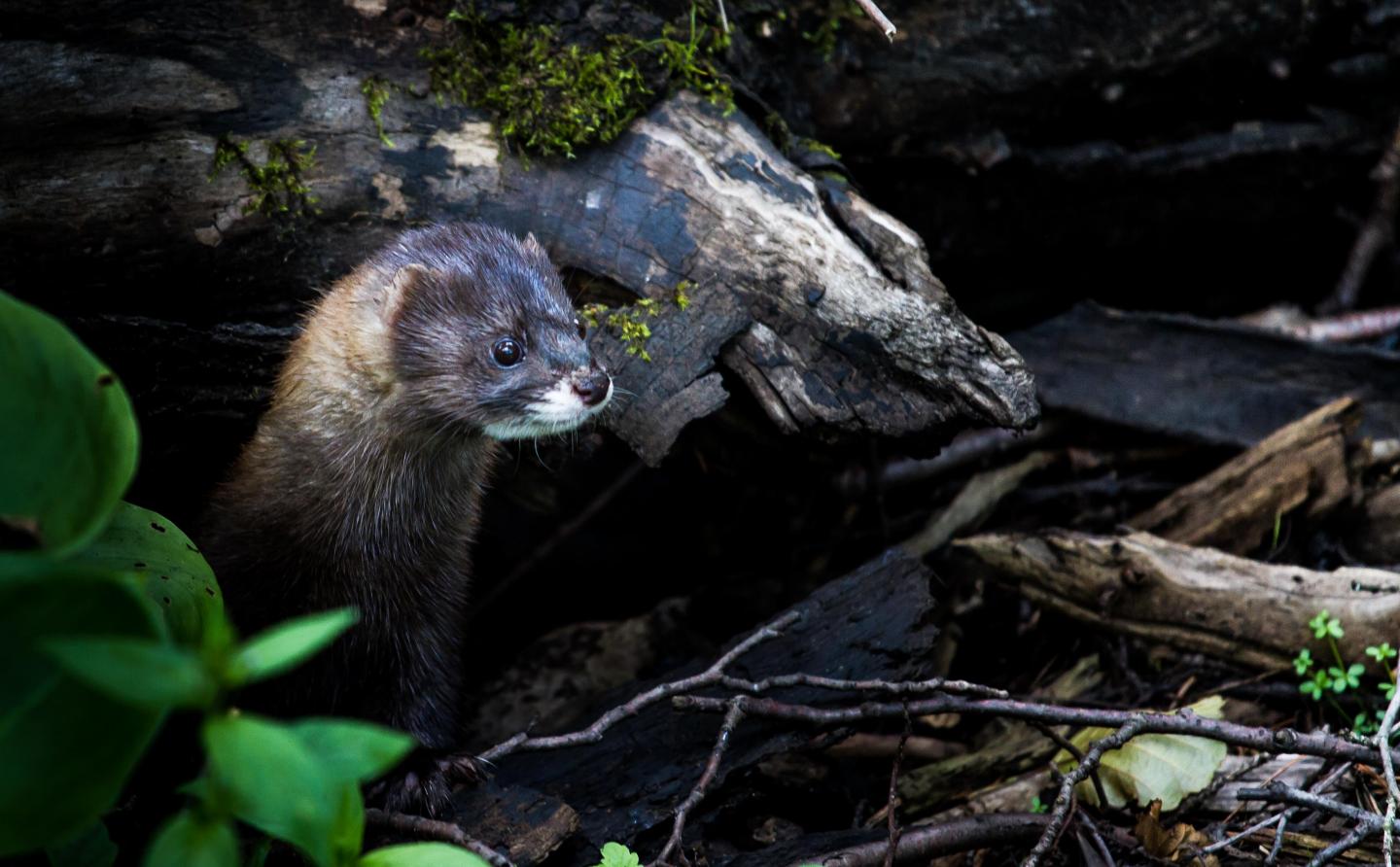 European Mink