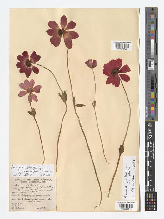 Digitised specimen of Anemone hortensis
