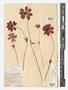 Digitised specimen of Anemone hortensis