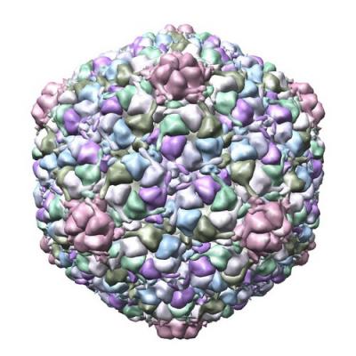 Virus