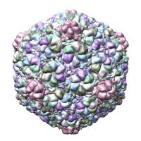 Virus