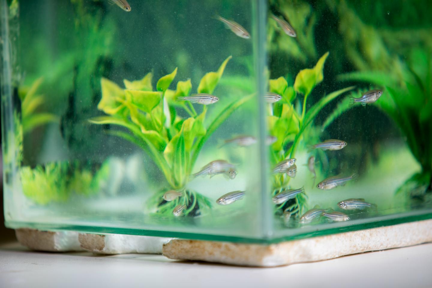 Zebrafish-1