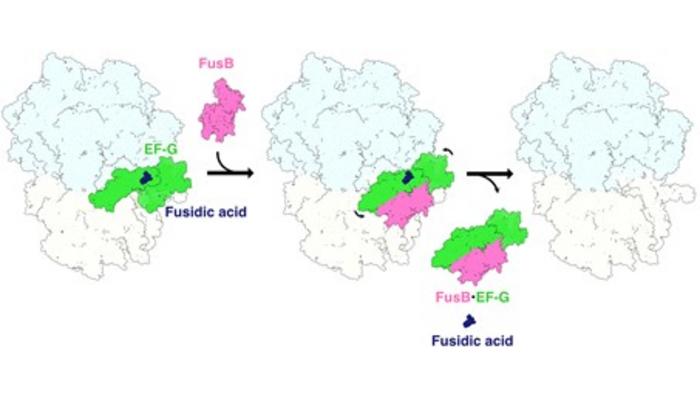 Schematic figure of the fusidic acid resistance