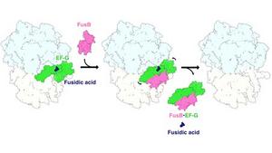 Schematic figure of the fusidic acid resistance