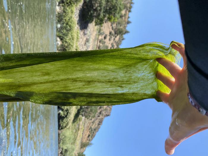 Filamentous Algae in Montana's Clark Fork River