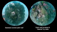 Example reefs