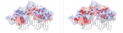 Glucocorticoid Receptor