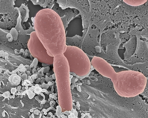 Vesicles secreted by human immune cells