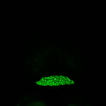 Zebrafish Brain Activity