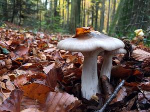 Clitocybe