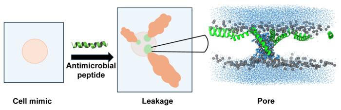 Peptide