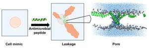 Peptide