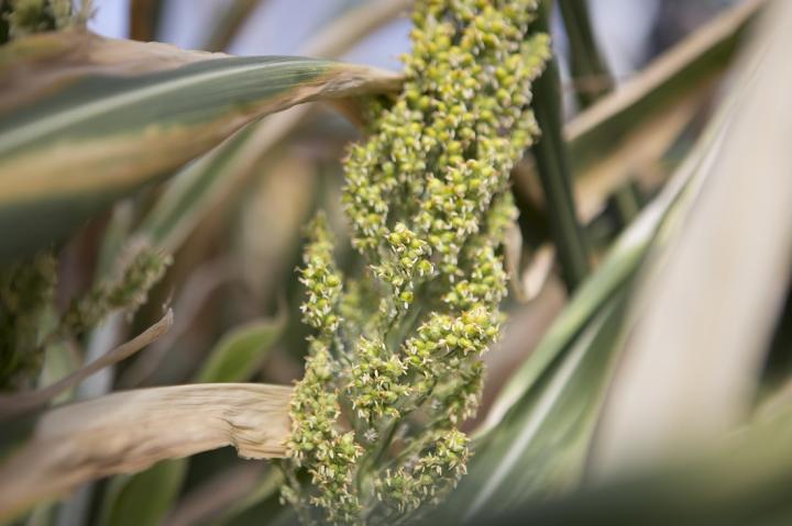 Sorghum
