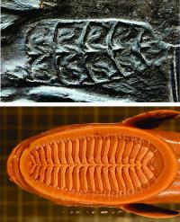 Evolution of Remora Lamellae