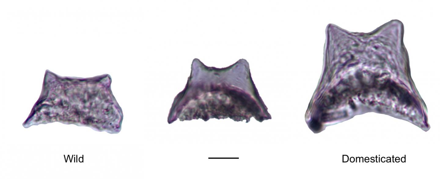 Increase in Size from Wild to Domesticated Rice Phytoliths
