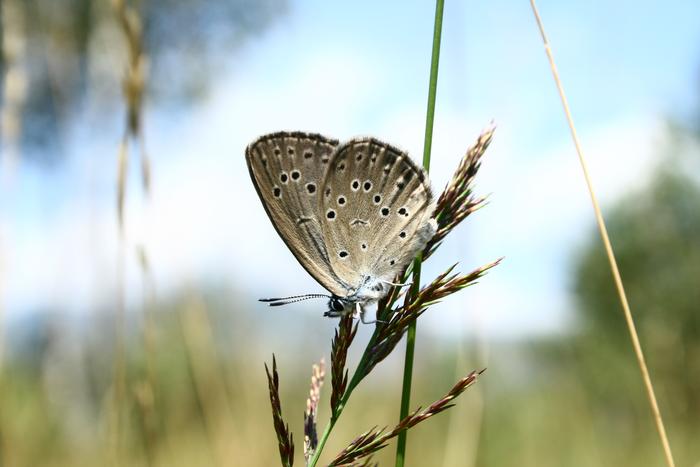 Adult Maculinea butterfly