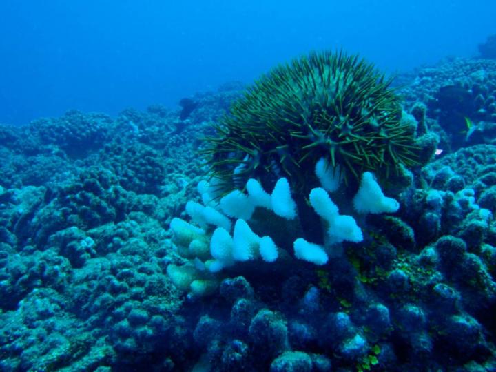 Sea Star Predation