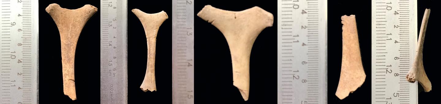 Examples of Butchery Marks on Throat Bones (Hyoids) from Harlaa