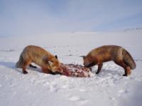 Foxes