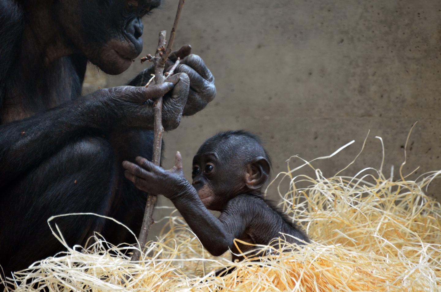 Bonobos
