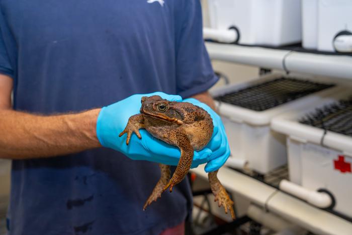 Cane toad (Rhinella marina)