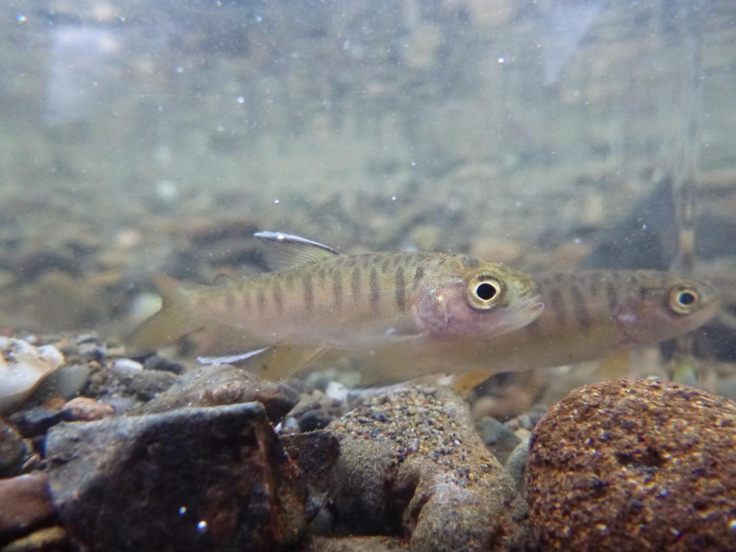 Juvenile Coho