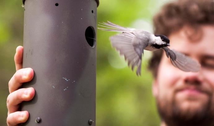 Hybrid Chickadees Studied on Lehigh University's Campus