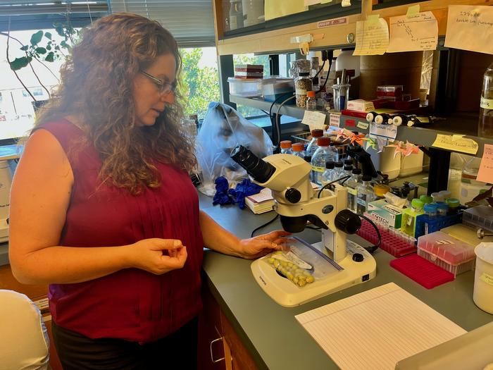 Prof. Georgia Drakakaki in lab
